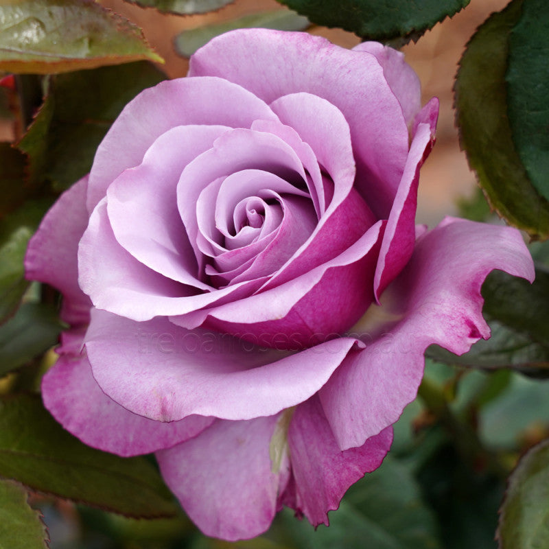 Neptune Hybrid Tea Rose