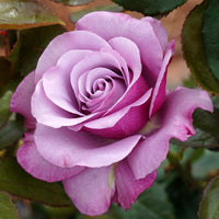 Neptune Hybrid Tea Rose