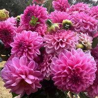Dahlia- Pink Show (Tuber)