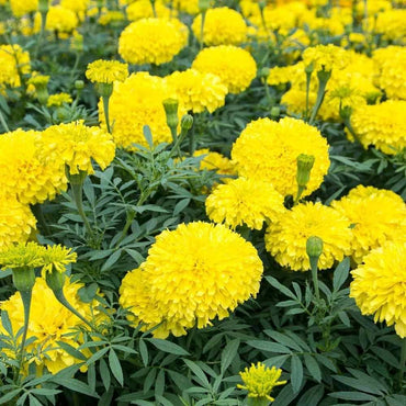 Heirloom Non-GMO Marigold Flower Seeds for Garden Planting – Bright Colorful Blooms