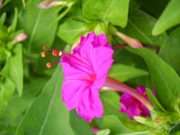 Heirloom Non-GMO Pink Mirabilis Jalapa Flower Seeds for Garden Planting – Fragrant Evening Blooms