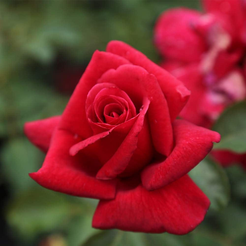 Firefighter Hybrid Tea Rose