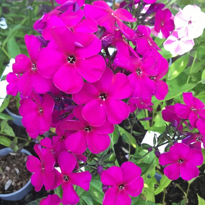 Raving Beauty Phlox
