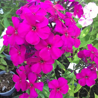 Raving Beauty Phlox