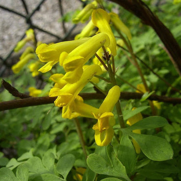 Heirloom Non-GMO Yellow Corydalis Flower Seeds for Shade-Loving Perennial Garden Planting