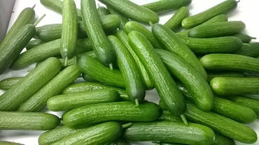 Katrina – Organic Cucumber Seed