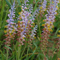 Lachenalia- Mutabilis