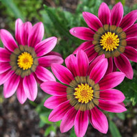 Pink Yellow Gazania Flower Seeds – Heirloom & Non-GMO Seeds for Garden Blooms