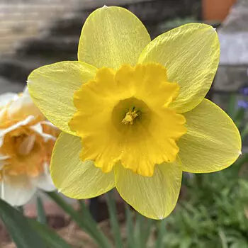 Landscape Daffodil Mixture Seeds