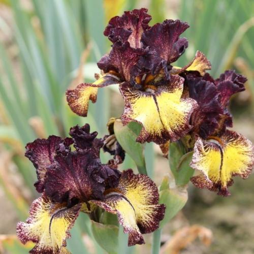 Sorbonne Bearded Iris