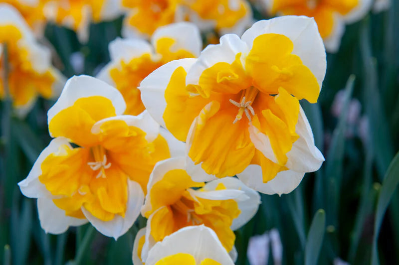 Orangerie Daffodil Seeds