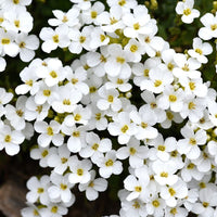 Alyssum- Tiny Tim