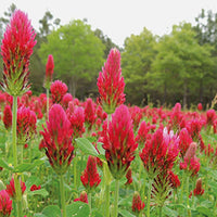 Organic Red Trifolium Incarnatum Flower Seeds for Planting - heirloom & Non-GMO Seeds