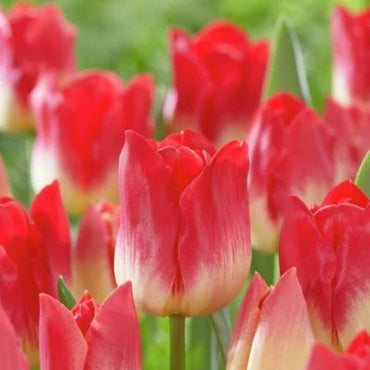Match Tulip Seeds