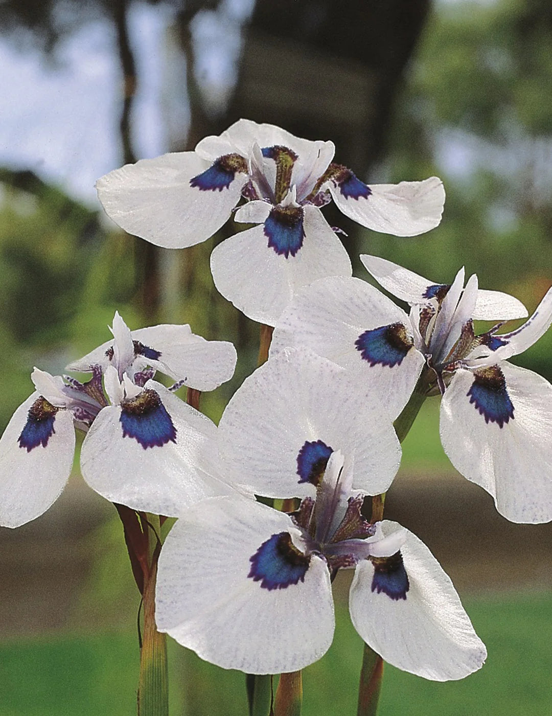 Peacock Iris