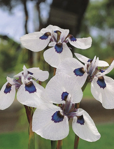 Peacock Iris