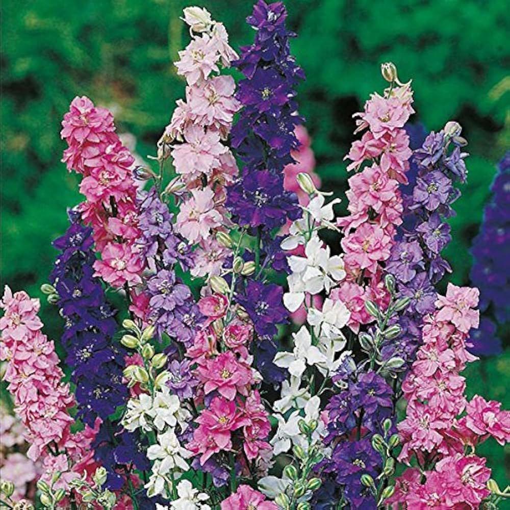 Larkspur Imperial Mixed Color Flower Seeds