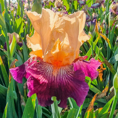 Dark Before Dawn Reblooming Bearded Iris