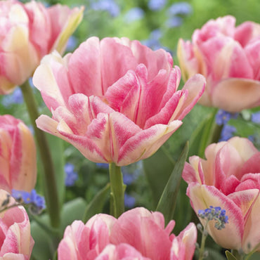 Pink Double Tulip Flower Seeds for Planting – Heirloom, Non-GMO, Beautiful Blooms