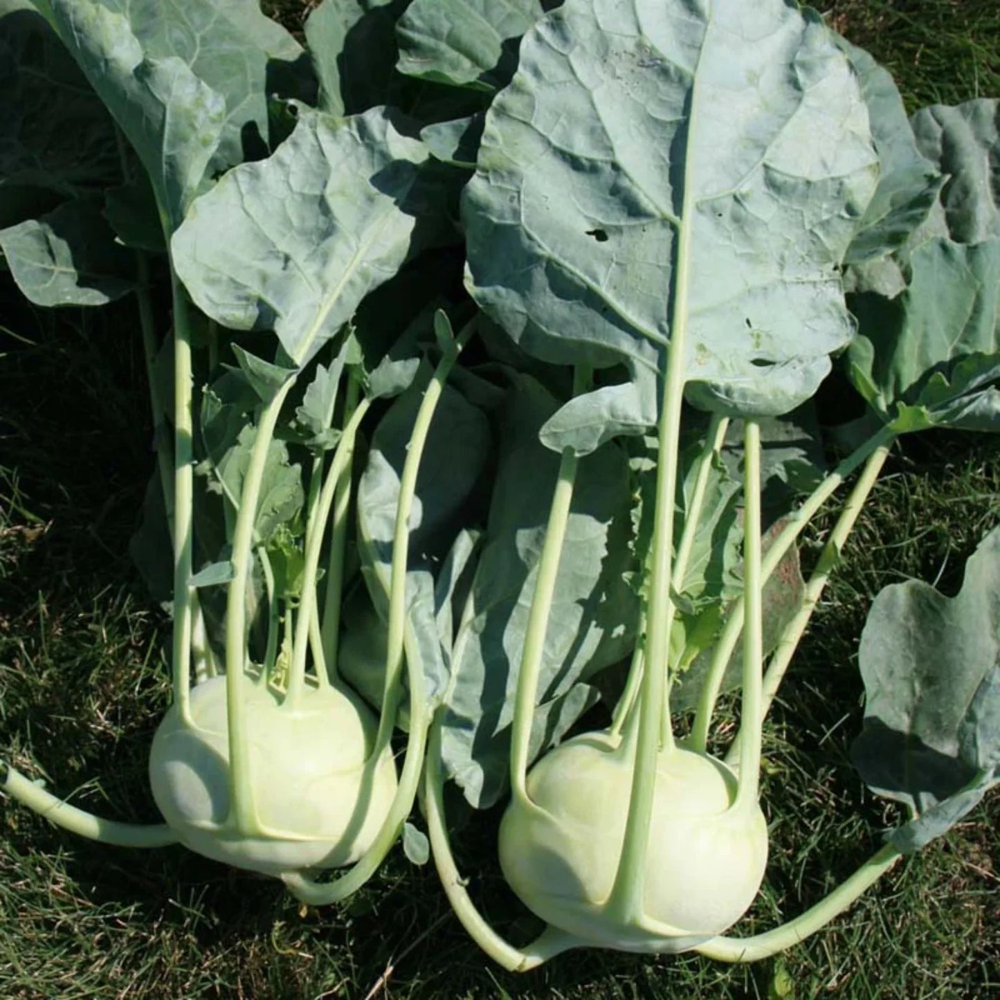 Korist – Organic Kohlrabi Seed