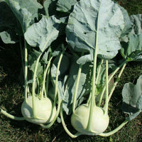 Korist – Organic Kohlrabi Seed