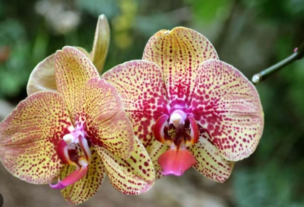 Heirloom Yellow Purple Phalaenopsis Orchid Flower Seeds – Non-GMO Exotic Blooms for Planting