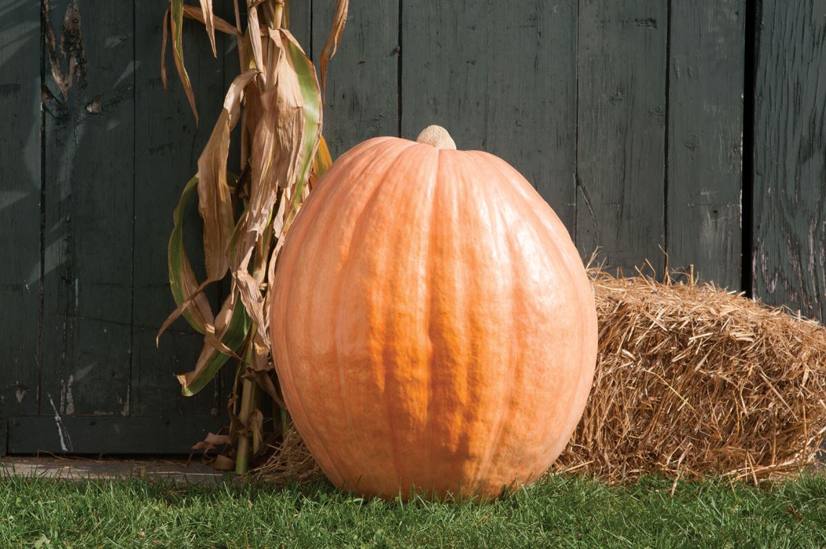 Dill’s Atlantic Giant – Pumpkin Seed