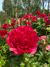 Command Performance Peony