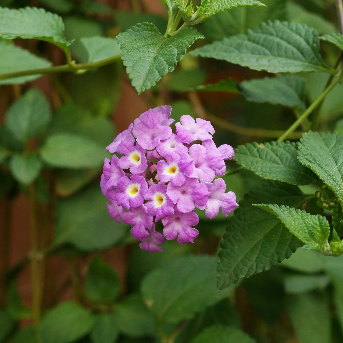 Lantana Seeds