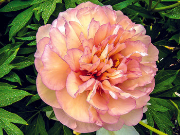 Scrumdiddlyumptious Itoh Peony