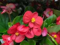 Heirloom Non-GMO Red Begonia Flower Seeds for Planting – Bright Shade-Loving Blooming Seeds