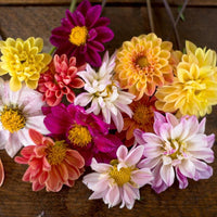 Dahlia- Double Extreme Mix