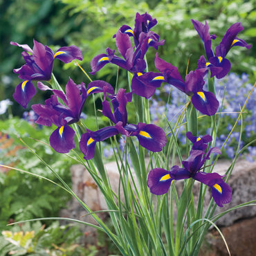 Dutch Iris- Discovery Purple