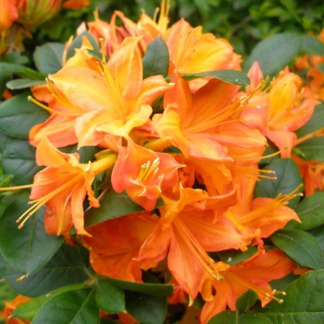 Azalea Flower Seeds for Planting, Heirloom, Non-GMO, 100