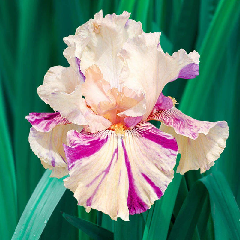 Peach Jam Reblooming Bearded Iris Seeds