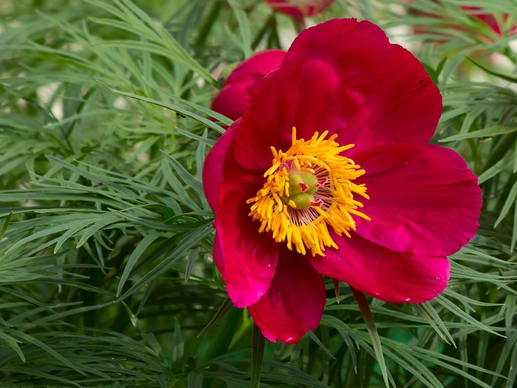 Fernleaf Peony