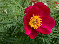 Fernleaf Peony
