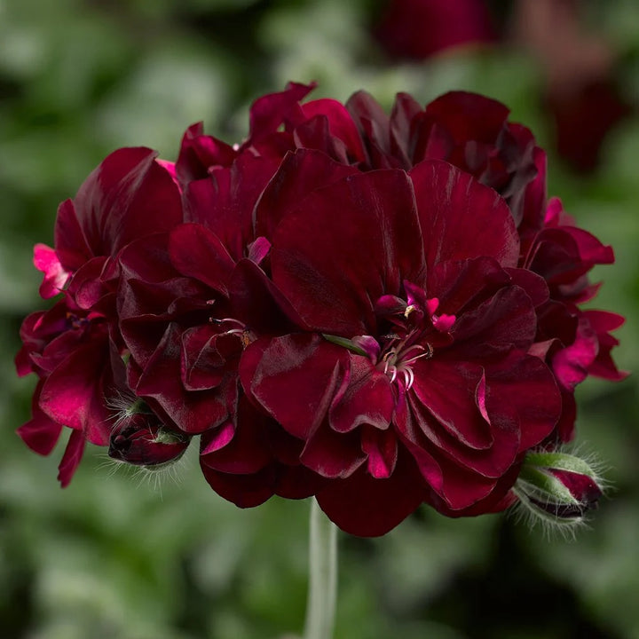 Geranium Dark Burgundy Seeds – Organic, Heirloom, Non-GMO Flower Seeds for Planting