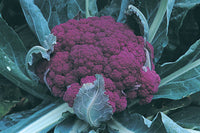 Graffiti – Purple Cauliflower Seeds