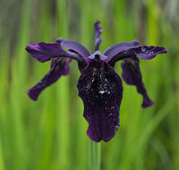 Black Iris