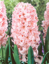Hyacinth- China Pink
