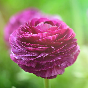 Ranunculus- Florentine Burgundy (Corm)