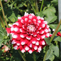 Dahlia- Fire and Ice (Tuber)