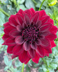 Dahlia- Ned Kelly (Tuber)