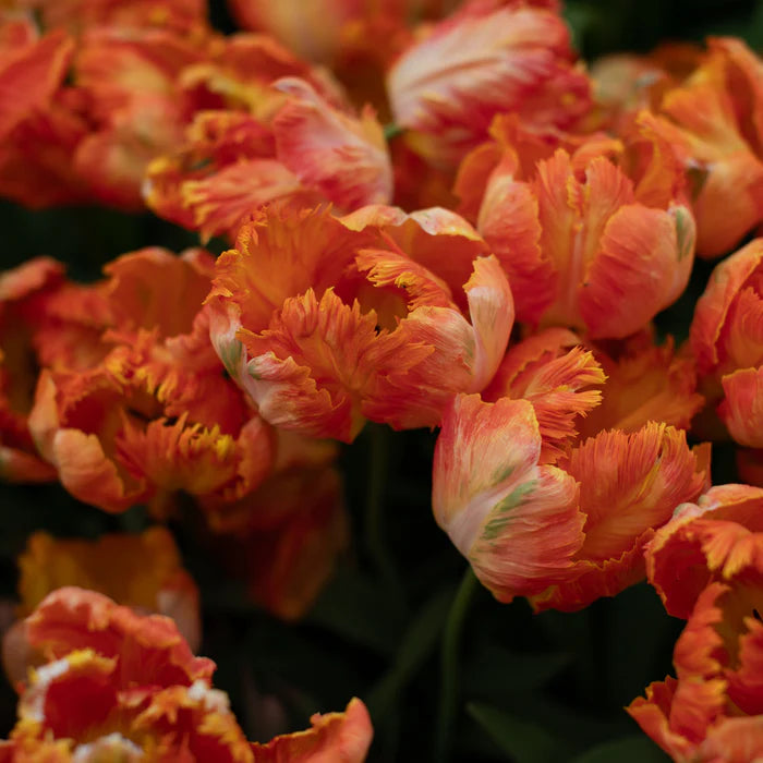 Parrot King – Tulip