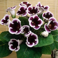 Gloxinia Flower Seeds, Heirloom, Non-GMO Vibrant Indoor Blooms for Planting