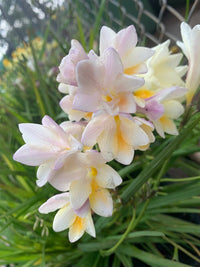 Freesia- Refracta Alba