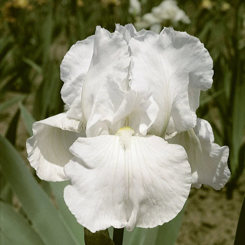 Got Milk Bearded Iris Seeds
