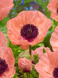 Helen Elizabeth Oriental Poppy