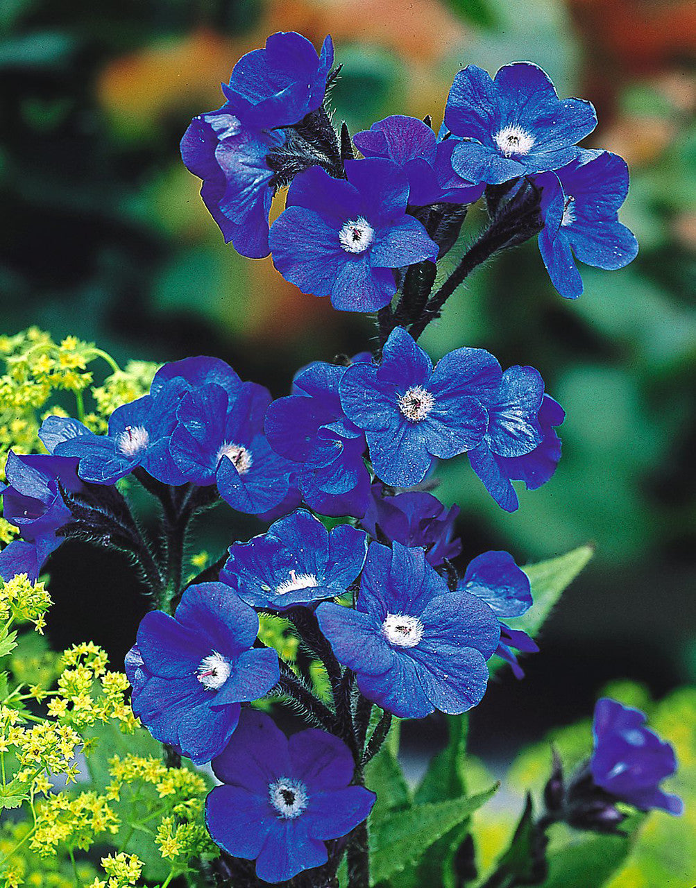 Loddon Royalist Anchusa